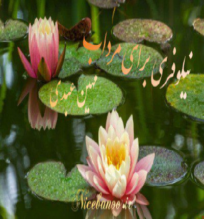 دانلود رمان نیلوفری برای مرداب از مهین عبدی دانلود رمان نیلوفری برای مرداب از مهین عبدی