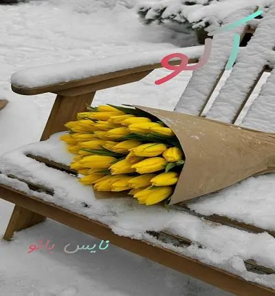 دانلود رمان اکو از مدیا خجسته